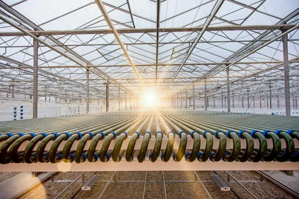 Lgem Algae are part of the ecosystem 1024x683